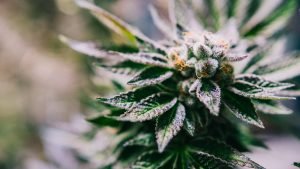 The Science of THCA Flower Unlocking Its Healing Properties