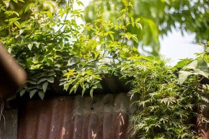 Herbal Haven Designing Your Own Space for Natural Healing